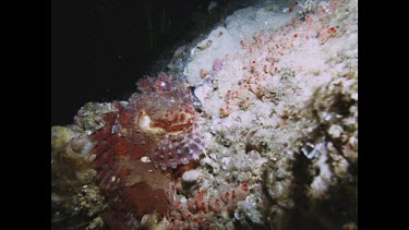 hand picks up Red Rock Cod from rock and sets it down at another place