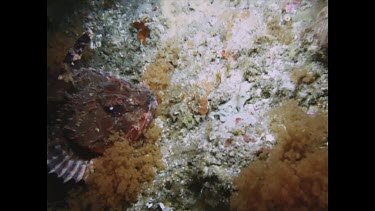 hand picks up Red Rock Cod from rock and sets it down at another place