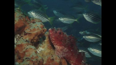 Red Rock Cod camouflage in coral under school of fish