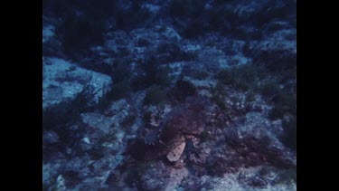 Red Rock Cod camouflage in coral under school of fish