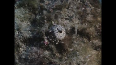 Red Rock Cod camouflage in coral under school of fish