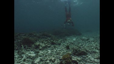 Valerie photographs stone fish false stone fish