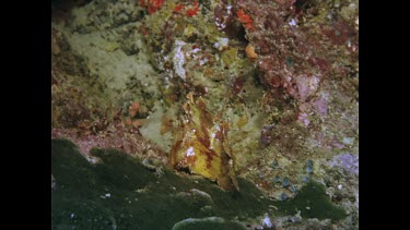 scorpion fish swims away from Valerie hand