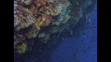 various fish and school of fish in coral reef Giant Groper, school of Sweet lip and others. Valerie feeds