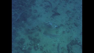 Greasy cod and mangrove jack fish on ocean floor, feeding on bait