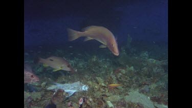 mangrove jack feeding on bait