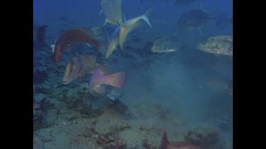 Red Emperor and Mangrove Jack feed on scraps