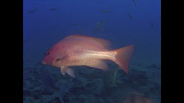 Red Emperor and Mangrove Jack feed on scraps