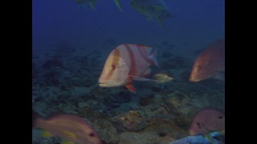 Red Emperor and Mangrove Jack, zoom out to Valerie scraping bait