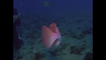 Red Emperor and Mangrove Jack, zoom out to Valerie scraping bait