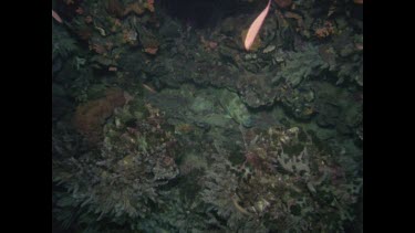 zoom in to Parrot Fish sleeping under rock