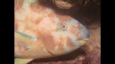 Parrot fish head while sleeping