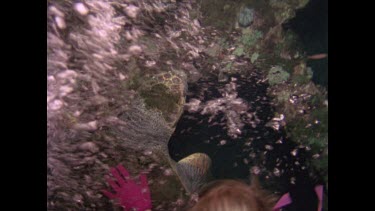 turtle swimming at night, top view