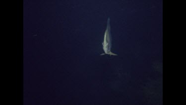 Batfish at night