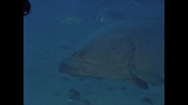 giant groper swims by