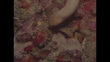 sea snake head, zoom out to slithering over rocks