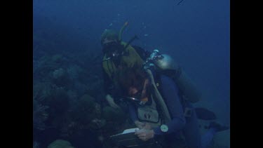 two scientist underwater, photographing