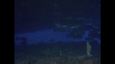 various schools of fish and diver. Mangrove Jack and Giant Groper