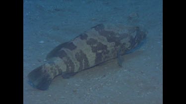 Estuary cod swims on ocean floor, side ways