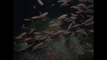 various schools of fish and turtle swimming at night