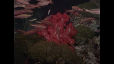 zoom in to red harp coral