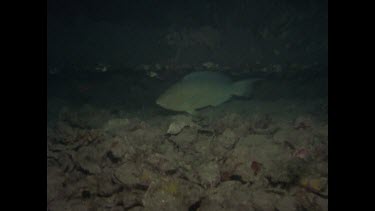 parrot fish swimming slowly under rock