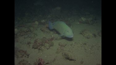 parrot fish swimming on ocean floor