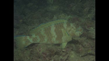 parrot fish sleeping on ocean floor, zoom out, pan to diver with light