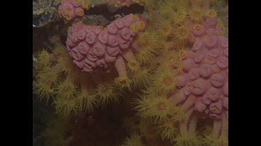 cup coral, zoom out