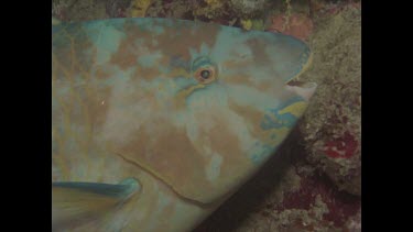 parrot fish