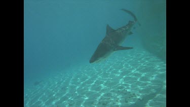 Tiger shark Cook Island.