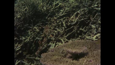 Epaulette shark in weed and swimming.