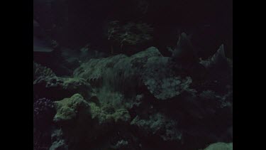 Wobbegong shark at bommie.