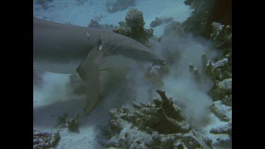 Tawny shark looks for fish. Feeds.