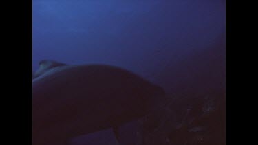 Frightened Grey nurse shark. Touch Grey nurse shark.