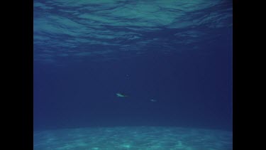 Grey reef shark swims and turns