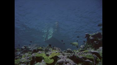 Valerie comes down from dinghy. Takes pictures. Grey nurse shark.