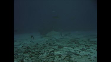 Silvertip shark straight to camera