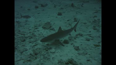 Silvertip shark.