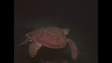 Green turtle night rest and swim.