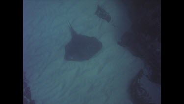 Black ray on coral swims off