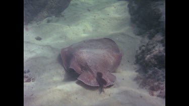 Electric ray numb fish