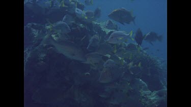 Various fish swimming near rocks