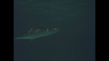 single Spanish mackerel swimming