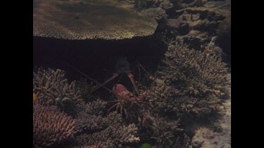 painted crayfish mating under rock ledge