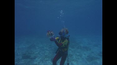 Porcupine fish and diver plays puffed up with water.