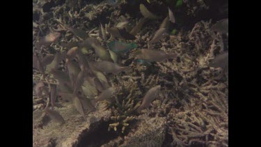 Parrot school feed. Coral.