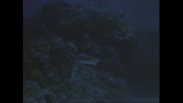 Grey reef shark swims at ocean floor