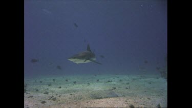 White tip reef shark swims on ocean floor