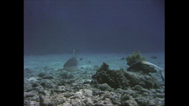 silvertip shark swims near the sandy ocean floor